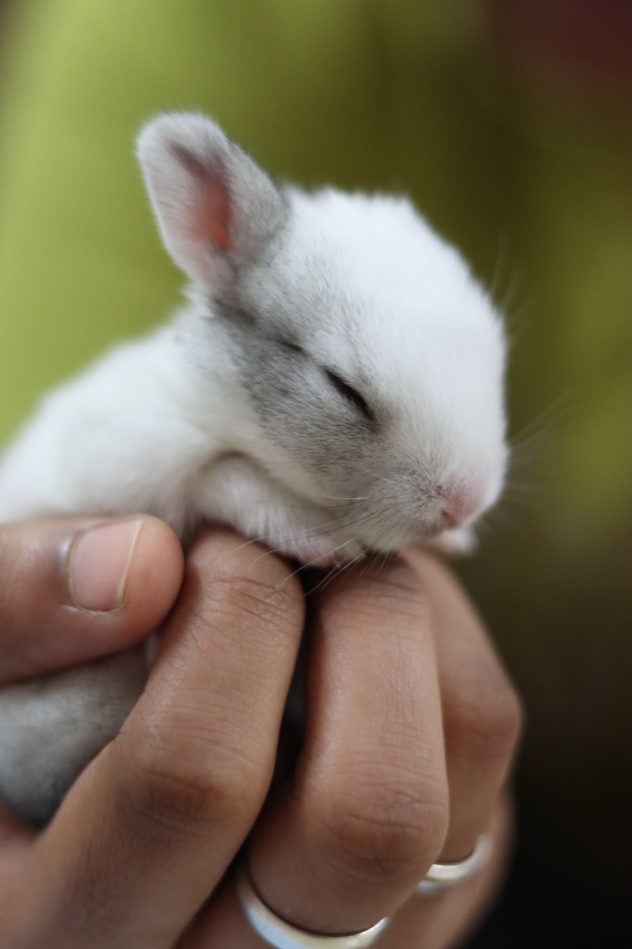 うさぎとのふれあい